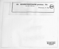 Helminthosporium persistens image